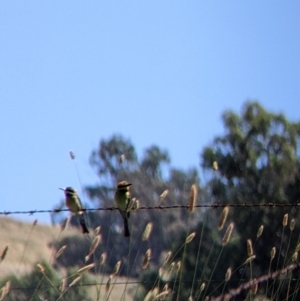 Merops ornatus at Table Top, NSW - 20 Dec 2021