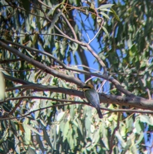 Merops ornatus at Table Top, NSW - 20 Dec 2021