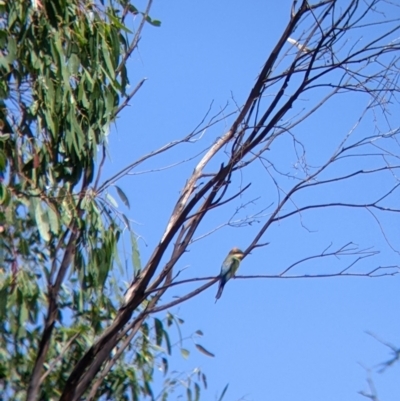 Merops ornatus (Rainbow Bee-eater) at Table Top, NSW - 19 Dec 2021 by Darcy