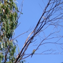 Merops ornatus at Table Top, NSW - 20 Dec 2021