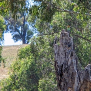 Merops ornatus at Table Top, NSW - 20 Dec 2021