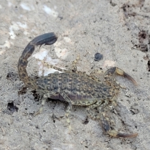 Lychas marmoreus at Stromlo, ACT - 20 Dec 2021 04:27 PM