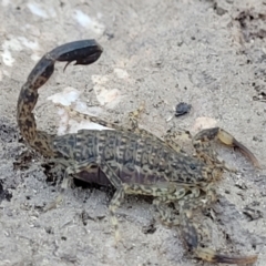 Lychas marmoreus at Stromlo, ACT - 20 Dec 2021 04:27 PM