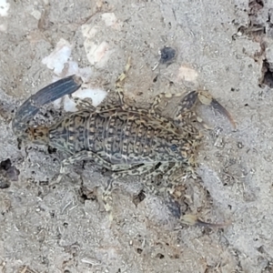 Lychas marmoreus at Stromlo, ACT - 20 Dec 2021 04:27 PM