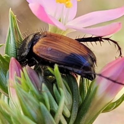 Phyllotocus navicularis (Nectar scarab) at Stromlo, ACT - 20 Dec 2021 by trevorpreston