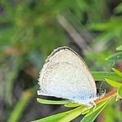 Zizina otis (Common Grass-Blue) at Stromlo, ACT - 20 Dec 2021 by trevorpreston