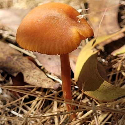Laccaria sp. (Laccaria) at Stromlo, ACT - 20 Dec 2021 by trevorpreston