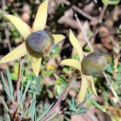 Gompholobium huegelii (pale wedge–pea) at Stromlo, ACT - 20 Dec 2021 by trevorpreston