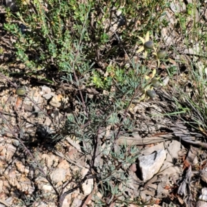 Gompholobium huegelii at Stromlo, ACT - 20 Dec 2021