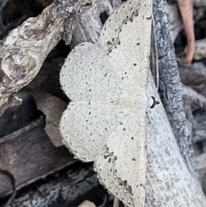 Taxeotis intextata at Stromlo, ACT - 20 Dec 2021