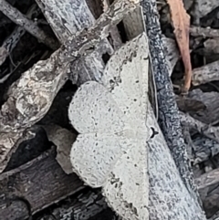 Taxeotis intextata at Stromlo, ACT - 20 Dec 2021