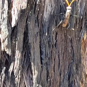 Pompilidae (family) at Stromlo, ACT - 20 Dec 2021