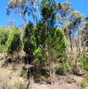 Callitris endlicheri at Stromlo, ACT - 20 Dec 2021