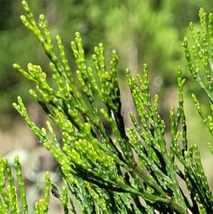 Callitris endlicheri at Stromlo, ACT - 20 Dec 2021