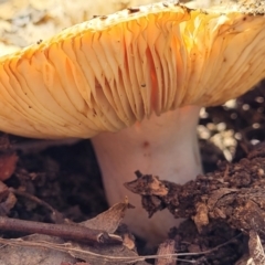 Russula neerimea at Stromlo, ACT - 20 Dec 2021