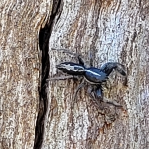 Ocrisiona leucocomis at Stromlo, ACT - 20 Dec 2021