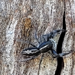 Ocrisiona leucocomis at Stromlo, ACT - 20 Dec 2021