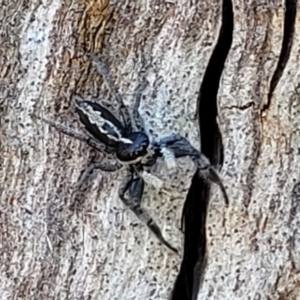 Ocrisiona leucocomis at Stromlo, ACT - 20 Dec 2021