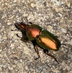 Lamprima aurata at Curtin, ACT - 16 Dec 2021