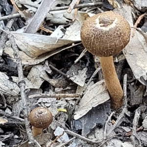 Inocybe sp. at Stromlo, ACT - 20 Dec 2021