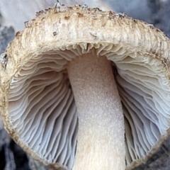 Inocybe sp. at Stromlo, ACT - 20 Dec 2021