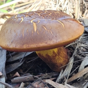 zz bolete at Stromlo, ACT - 20 Dec 2021 04:24 PM