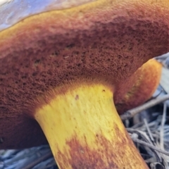 zz bolete at Stromlo, ACT - 20 Dec 2021 04:24 PM