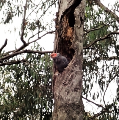 Callocephalon fimbriatum (Gang-gang Cockatoo) at Aranda Bushland - 17 Dec 2021 by CathB