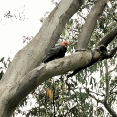 Callocephalon fimbriatum at Cook, ACT - suppressed