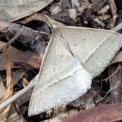 Epidesmia hypenaria (Long-nosed Epidesmia) at Stromlo, ACT - 20 Dec 2021 by trevorpreston