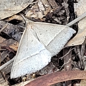 Epidesmia hypenaria at Stromlo, ACT - 20 Dec 2021 04:31 PM