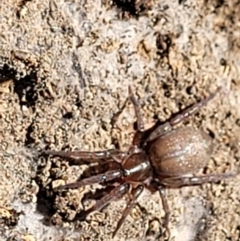 Unidentified Other hunting spider at Denman Prospect, ACT - 20 Dec 2021 by trevorpreston