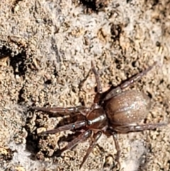 Gnaphosidae (family) at Denman Prospect, ACT - 20 Dec 2021 by trevorpreston