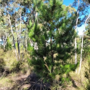 Pinus radiata at Stromlo, ACT - 20 Dec 2021 04:34 PM