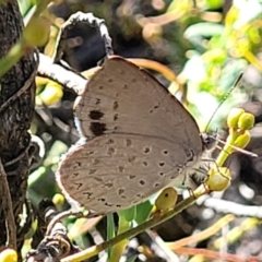 Erina hyacinthina at Stromlo, ACT - 20 Dec 2021