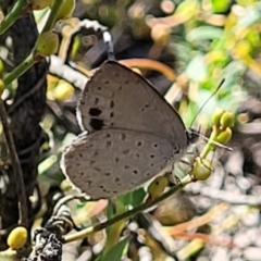 Erina hyacinthina at Stromlo, ACT - 20 Dec 2021