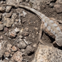 Rankinia diemensis (Mountain Dragon) at Cotter River, ACT - 17 Dec 2021 by SWishart