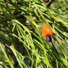 Exocarpos cupressiformis (Cherry Ballart) at Stromlo, ACT - 20 Dec 2021 by tpreston