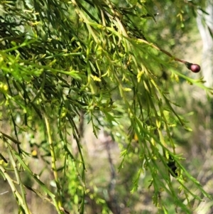 Exocarpos cupressiformis at Stromlo, ACT - 20 Dec 2021