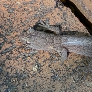 Christinus marmoratus at Macarthur, ACT - 20 Dec 2021