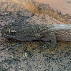 Christinus marmoratus at Macarthur, ACT - 20 Dec 2021