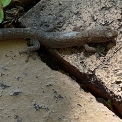 Christinus marmoratus at Macarthur, ACT - 20 Dec 2021