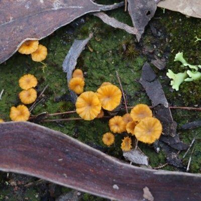 Lichenomphalia chromacea (Yellow Navel) at Bournda, NSW - 19 Dec 2021 by KylieWaldon