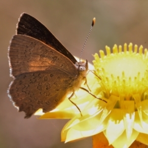 Paralucia pyrodiscus at Macarthur, ACT - 20 Dec 2021