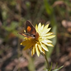 Paralucia pyrodiscus at Macarthur, ACT - 20 Dec 2021