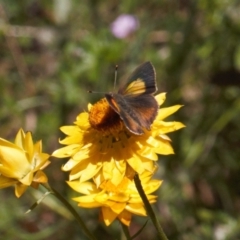 Paralucia pyrodiscus at Macarthur, ACT - 20 Dec 2021