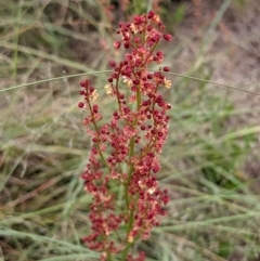 Rumex acetosella (Sheep Sorrel) at Stromlo, ACT - 12 Dec 2021 by rossleetabak