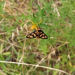 Amata (genus) (Handmaiden Moth) at Stromlo, ACT - 13 Dec 2021 by rosstabak