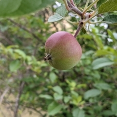 Malus pumila (Apple) at Molonglo River Reserve - 12 Dec 2021 by rossleetabak