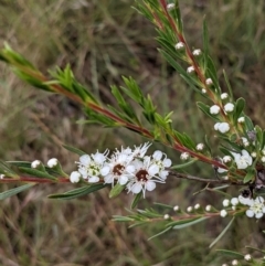 Kunzea ericoides (Burgan) at Stromlo, ACT - 12 Dec 2021 by rossleetabak